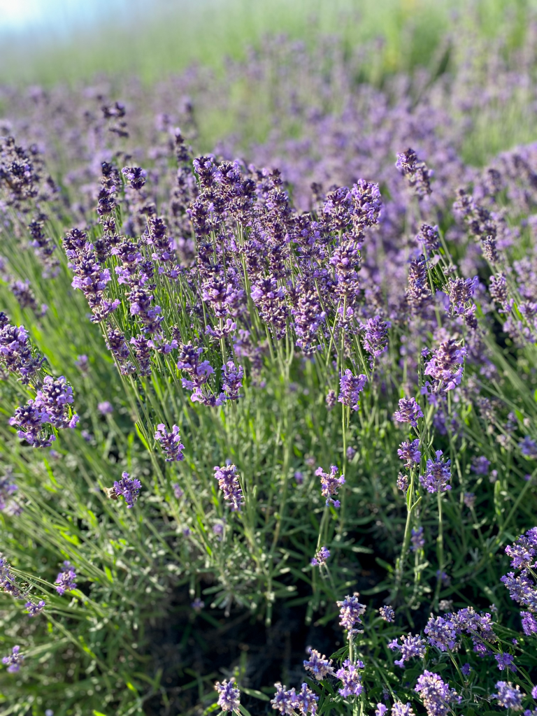 Lila Lavendelblüten in einem grünen Feld, üppig und blühend.
